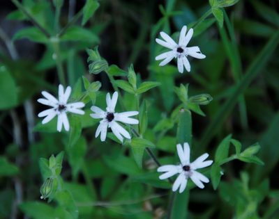 Silene undulata, photographed by Tony Rebelo