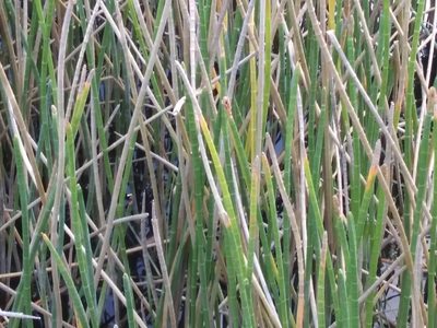 Eleocharis interstincta