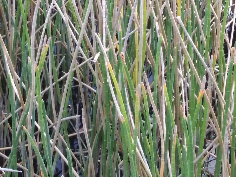 Eleocharis interstincta, photographed by Andrew Durso