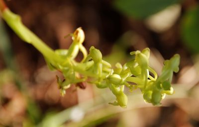 Satyrium odorum, photographed by Tony Rebelo
