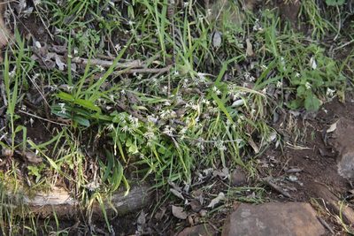 Melasphaerula graminea, photographed by Tony Rebelo