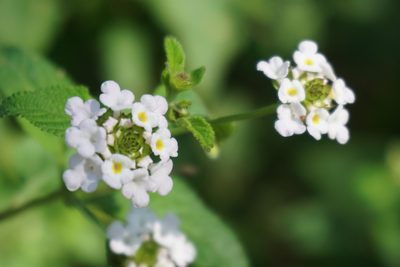 Lantana velutina, photographed by Center for Urban Ecology