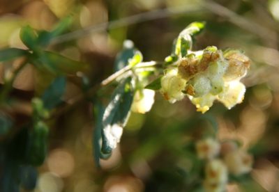 Hermannia hyssopifolia, photographed by Tony Rebelo