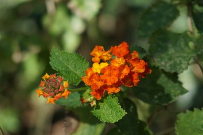 Lantana urticoides, photographed by Center for Urban Ecology