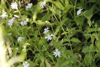 Silene undulata, photographed by Tony Rebelo