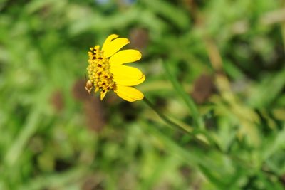 Sidneya tenuifolia, photographed by Center for Urban Ecology