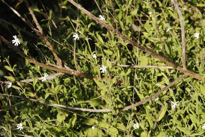 Silene undulata, photographed by Tony Rebelo