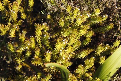 Thesium viridifolium, photographed by Tony Rebelo