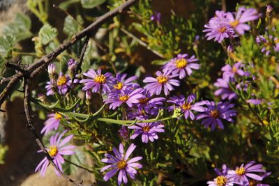 Senecio umbellatus, photographed by Tony Rebelo