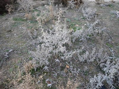 Scolymus hispanicus, photographed by ARBA Tres Cantos