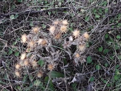 Carlina hispanica, photographed by ARBA Tres Cantos