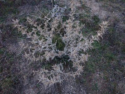 Scolymus hispanicus, photographed by ARBA Tres Cantos