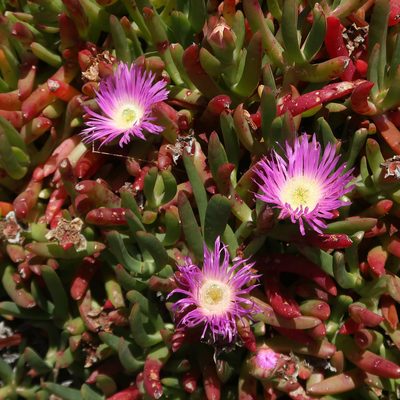 Carpobrotus rossii, photographed by Cowirrie