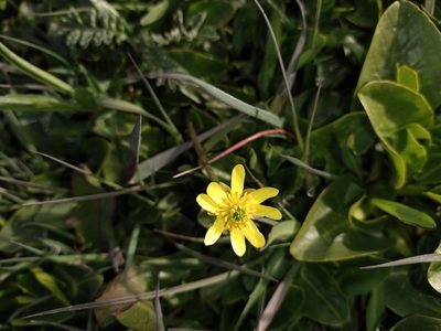 Ranunculus peduncularis, photographed by Pablo