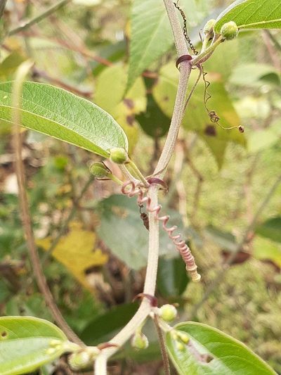 Passiflora alnifolia, photographed by Ángela María Gómez M
