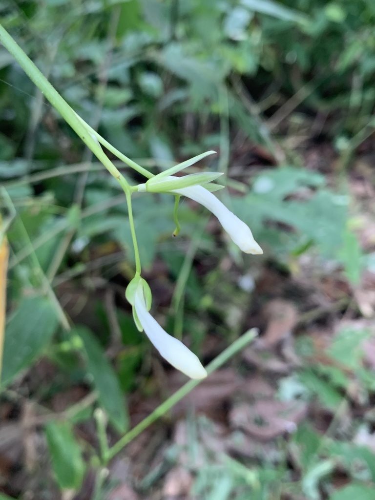Maranta gibba, photographed by Line Juul Nielsen