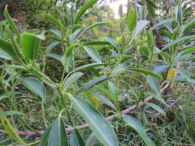 Sapium glandulosum, photographed by Victor Farjalla Pontes