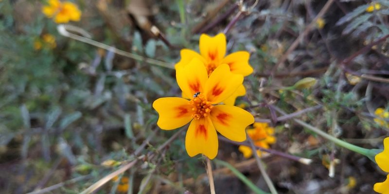 Tagetes lunulata, photographed by Tereso Hernández Morales