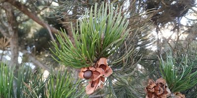 Pinus cembroides, photographed by Tereso Hernández Morales