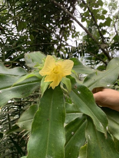 Costus villosissimus, photographed by Line Juul Nielsen