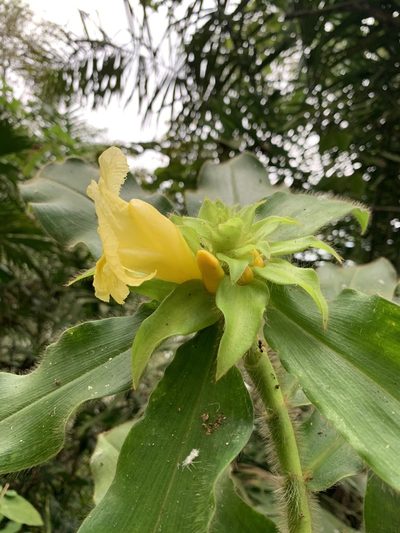 Costus villosissimus, photographed by Line Juul Nielsen