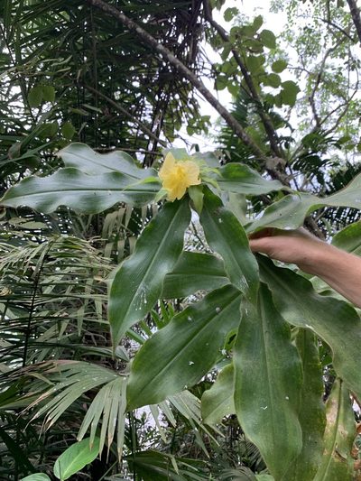 Costus villosissimus, photographed by Line Juul Nielsen