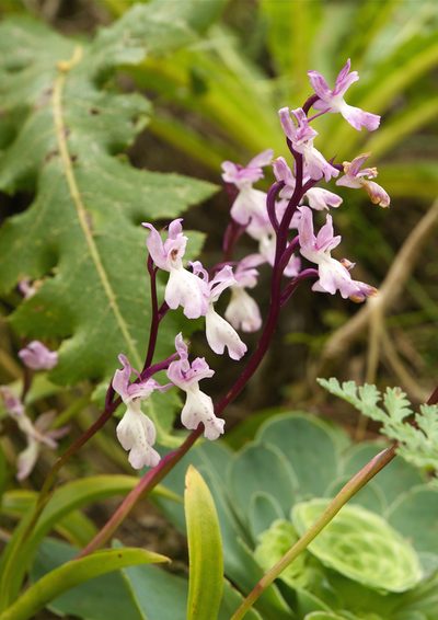 Orchis canariensis, photographed by Jörg Hempel