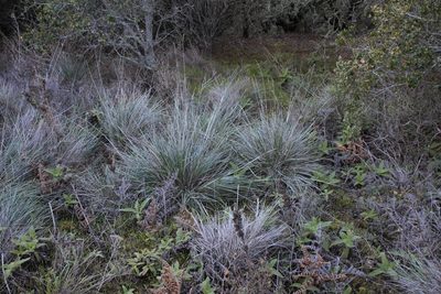 Festuca californica, photographed by Christopher