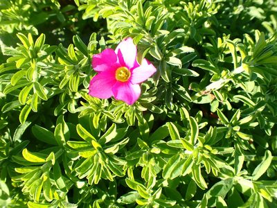 Oxalis hirta, photographed by Cricket Raspet