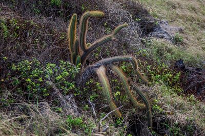 Cereus insularis, photographed by João D'Andretta