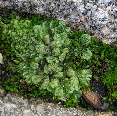 Riccia cavernosa, photographed by natalie