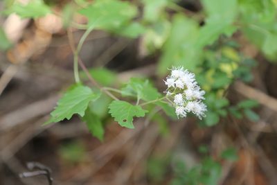 Ageratina havanensis, photographed by Reid Hardin