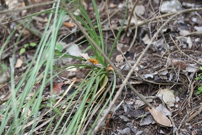 Nolina lindheimeriana, photographed by Reid Hardin