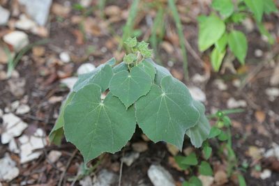 Allowissadula holosericea, photographed by Reid Hardin