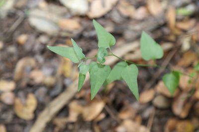 Solanum triquetrum, photographed by Reid Hardin
