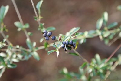Ligustrum quihoui, photographed by Reid Hardin