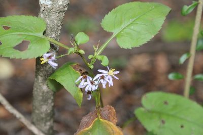 Symphyotrichum drummondii, photographed by Reid Hardin