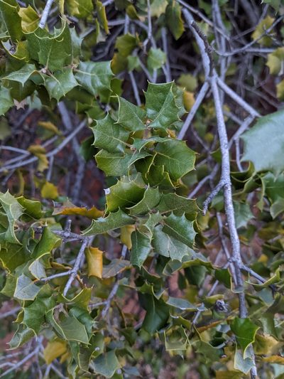 Quercus palmeri, photographed by Alexandre Passos