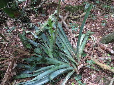 Vriesea gigantea, photographed by Victor Farjalla Pontes