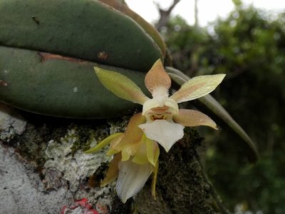 Trichocentrum capistratum, photographed by Kai Squires