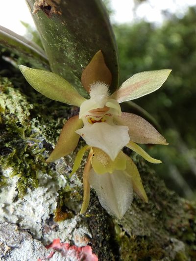 Trichocentrum capistratum, photographed by Kai Squires