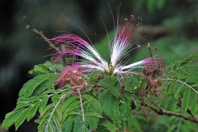 Calliandra parvifolia, photographed by Hugo Hulsberg