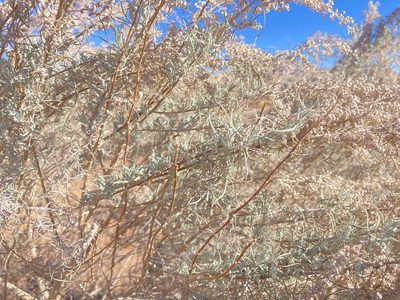 Artemisia filifolia, photographed by Caleb Catto
