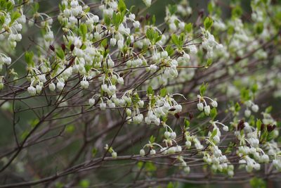 Enkianthus perulatus, photographed by harum.koh