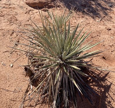 Yucca angustissima, photographed by Caleb Catto