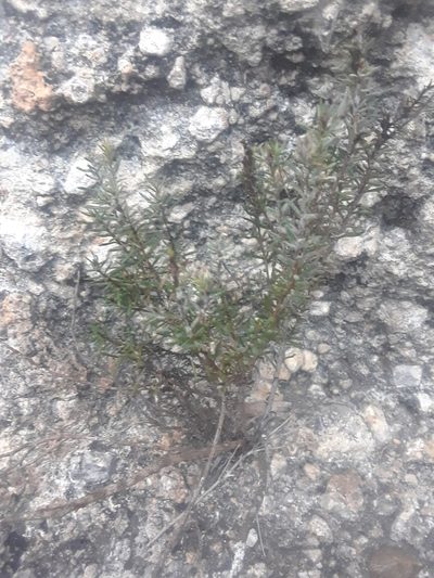 Poliomintha marifolia, photographed by Alejandro Gómez Maya
