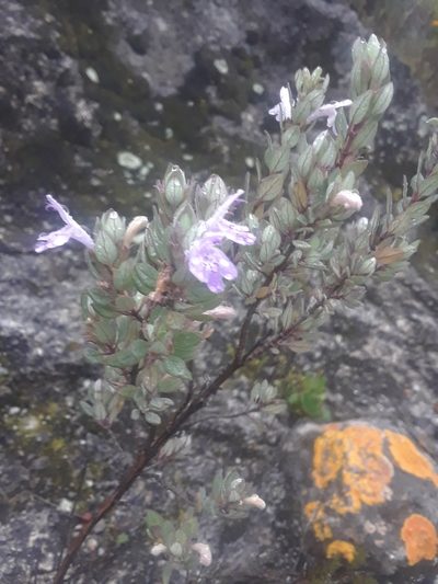 Poliomintha marifolia, photographed by Alejandro Gómez Maya