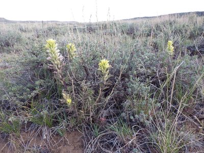 Castilleja angustifolia, photographed by Matt Lavin