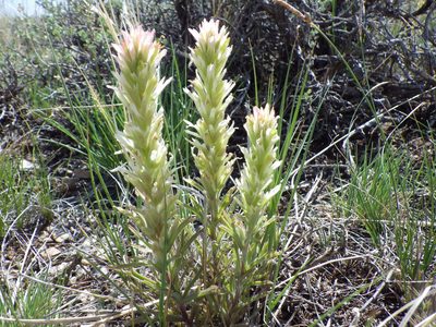 Castilleja angustifolia, photographed by Matt Lavin