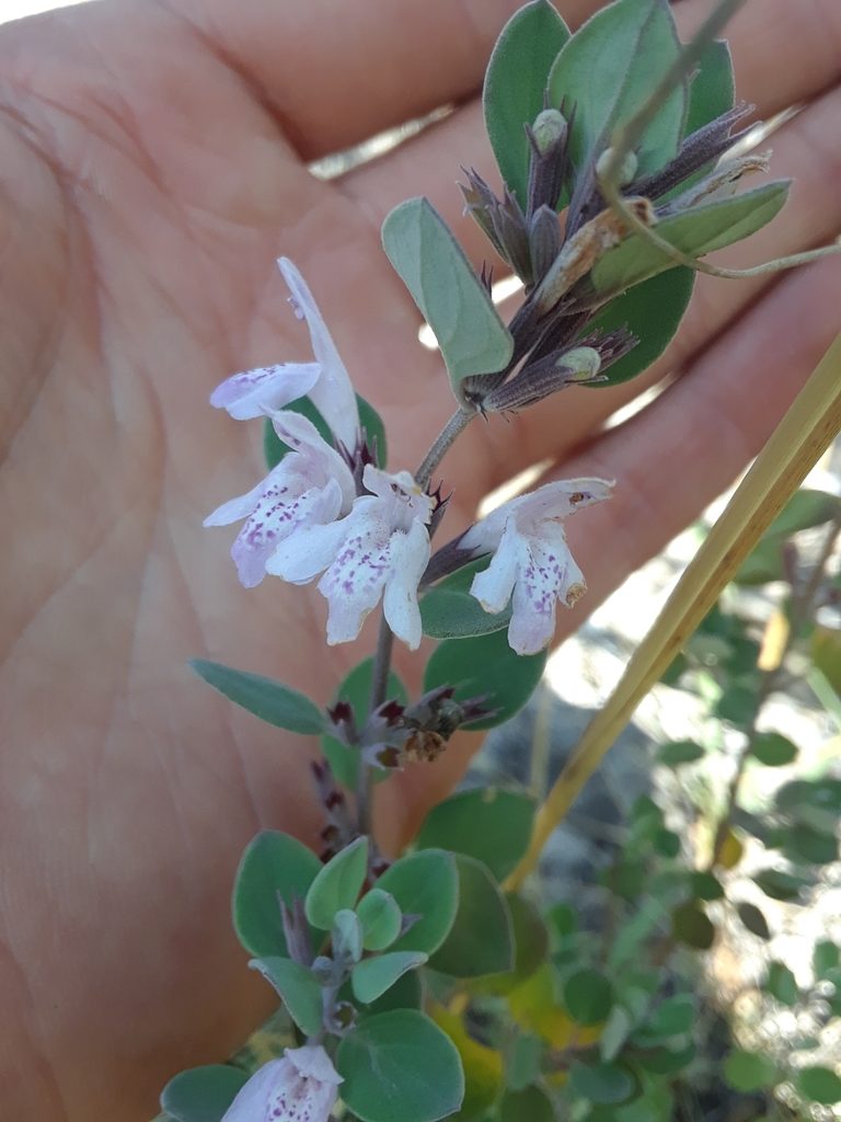Poliomintha marifolia, photographed by Alejandro Gómez Maya